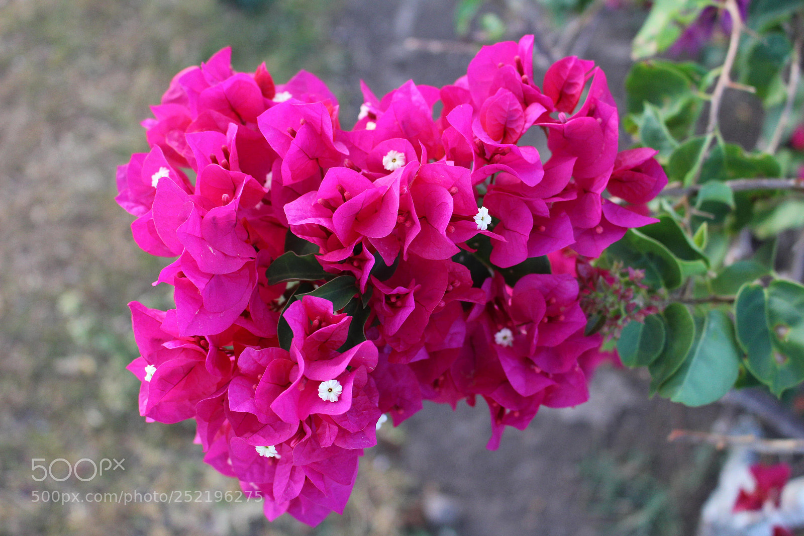 Canon EOS 100D (EOS Rebel SL1 / EOS Kiss X7) sample photo. Color me pink! photography