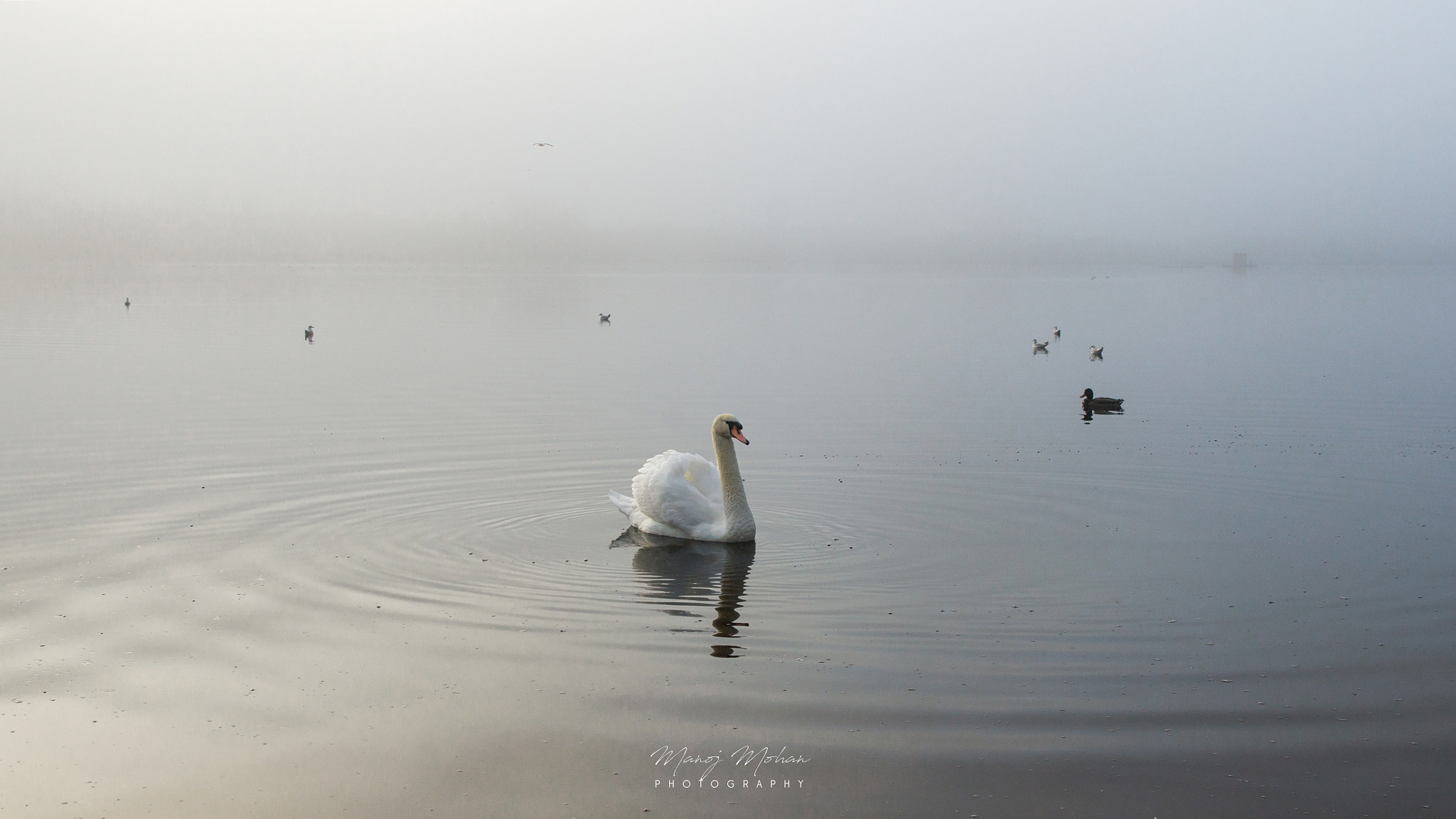 Sony Alpha DSLR-A550 sample photo. The lone swan photography