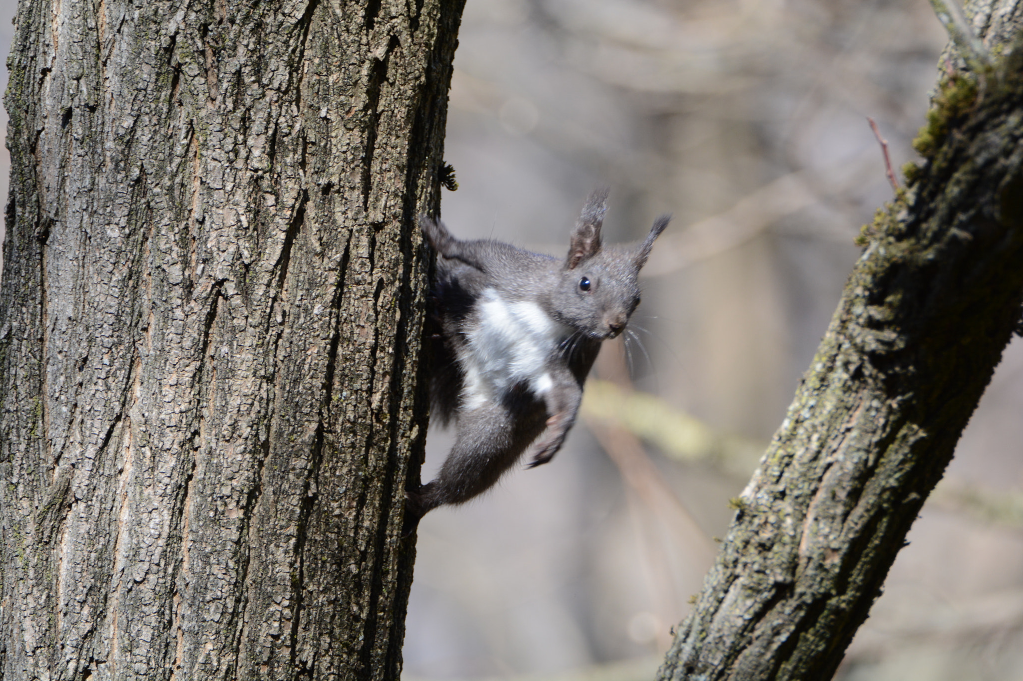 Nikon D5200 sample photo. Who is you? photography