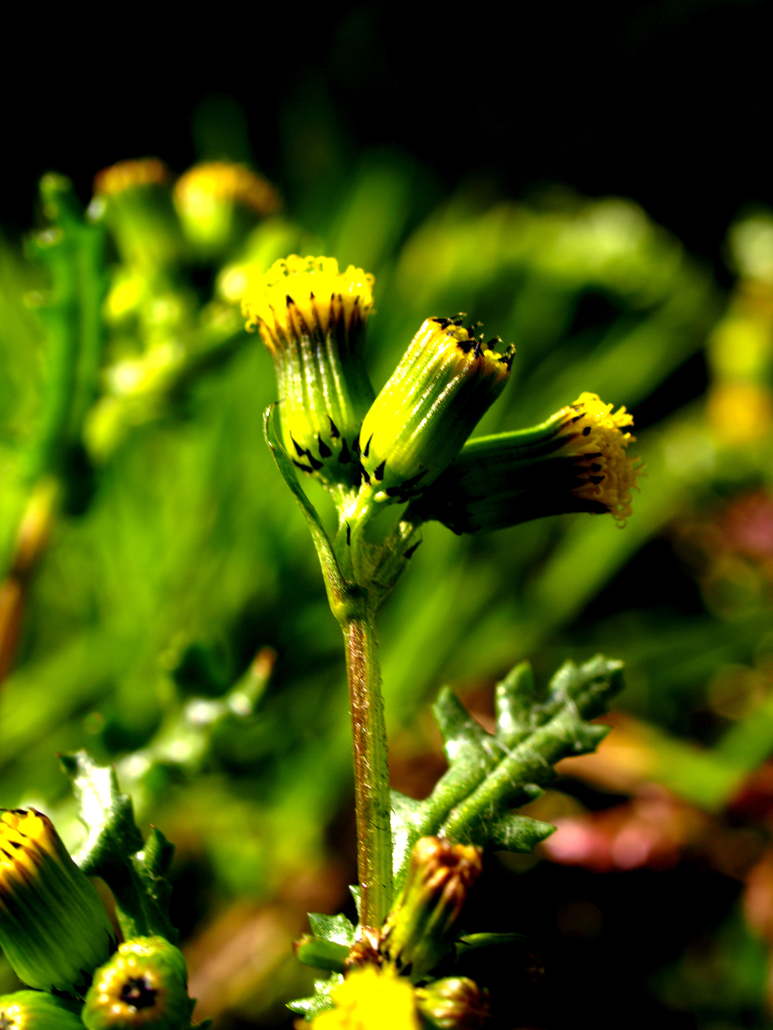 Olympus E-410 (EVOLT E-410) sample photo. Floral cerberus photography