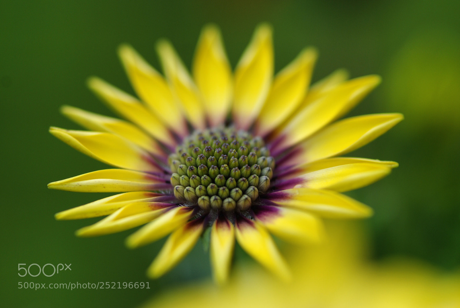 Nikon D80 sample photo. Spring photography