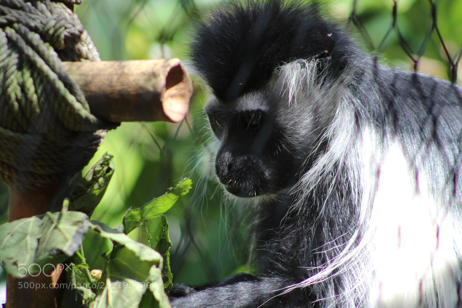 Canon EF 75-300mm f/4-5.6 sample photo. In thought photography