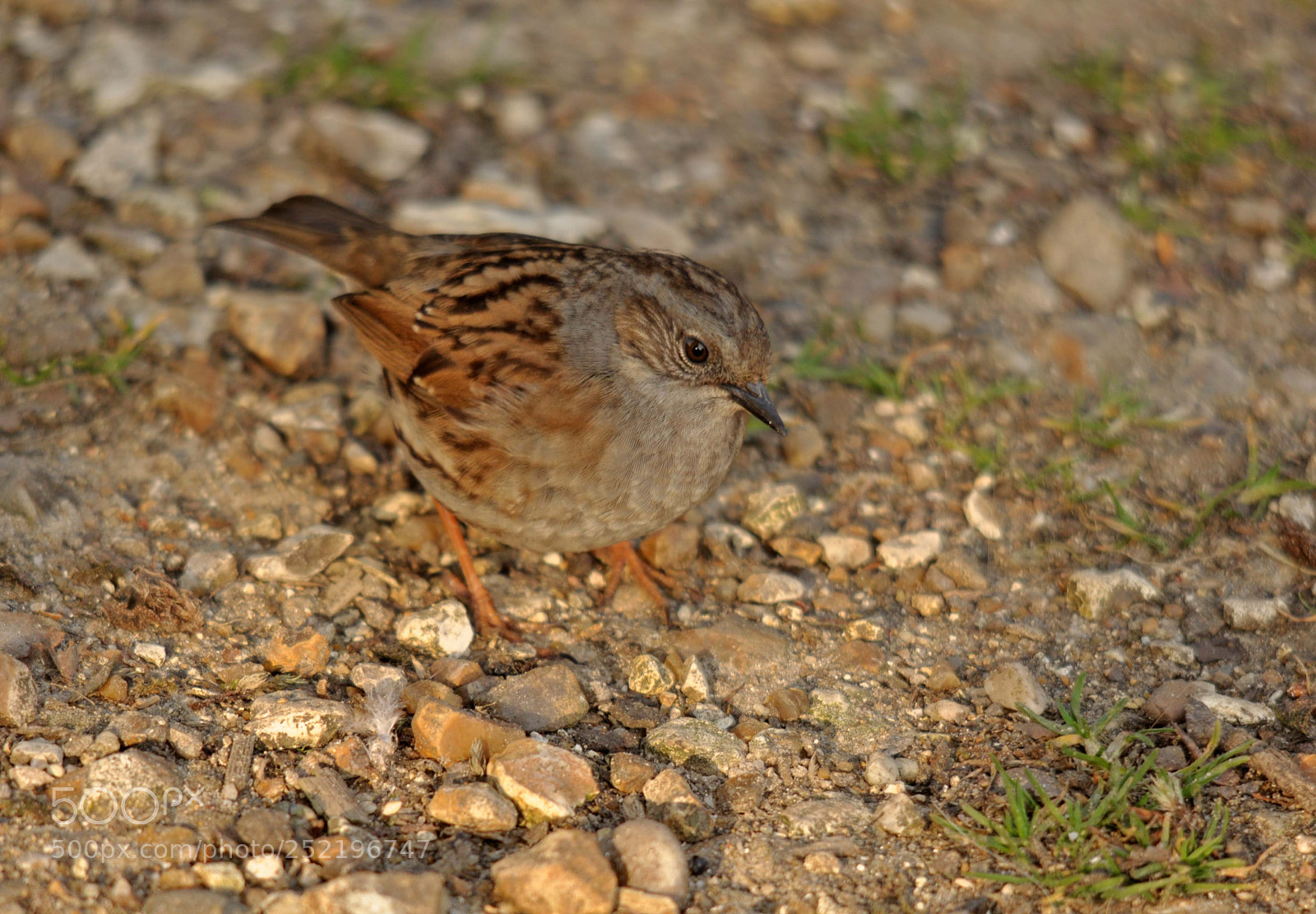 Nikon D90 sample photo. Dunnock photography