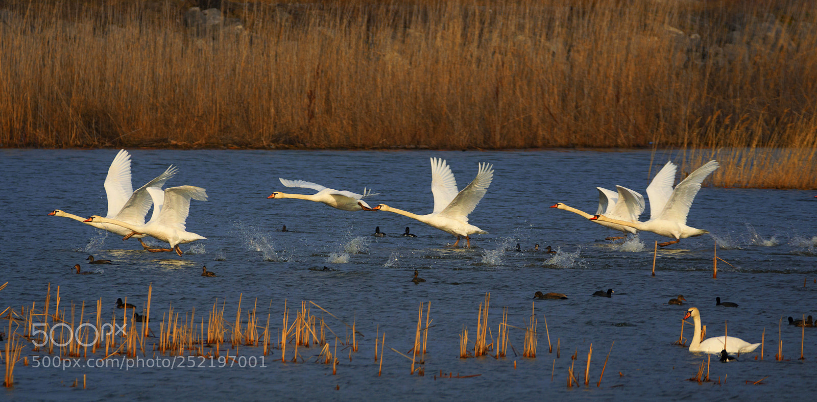 Nikon D7200 sample photo. Spring dash photography