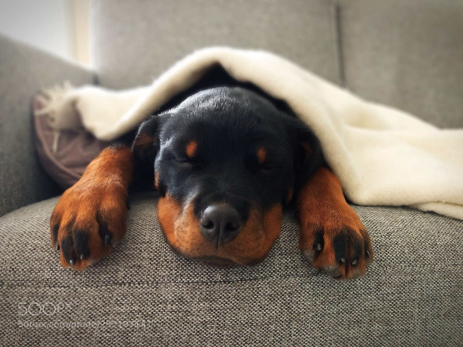 Apple iPhone X sample photo. Sleeping beauty photography