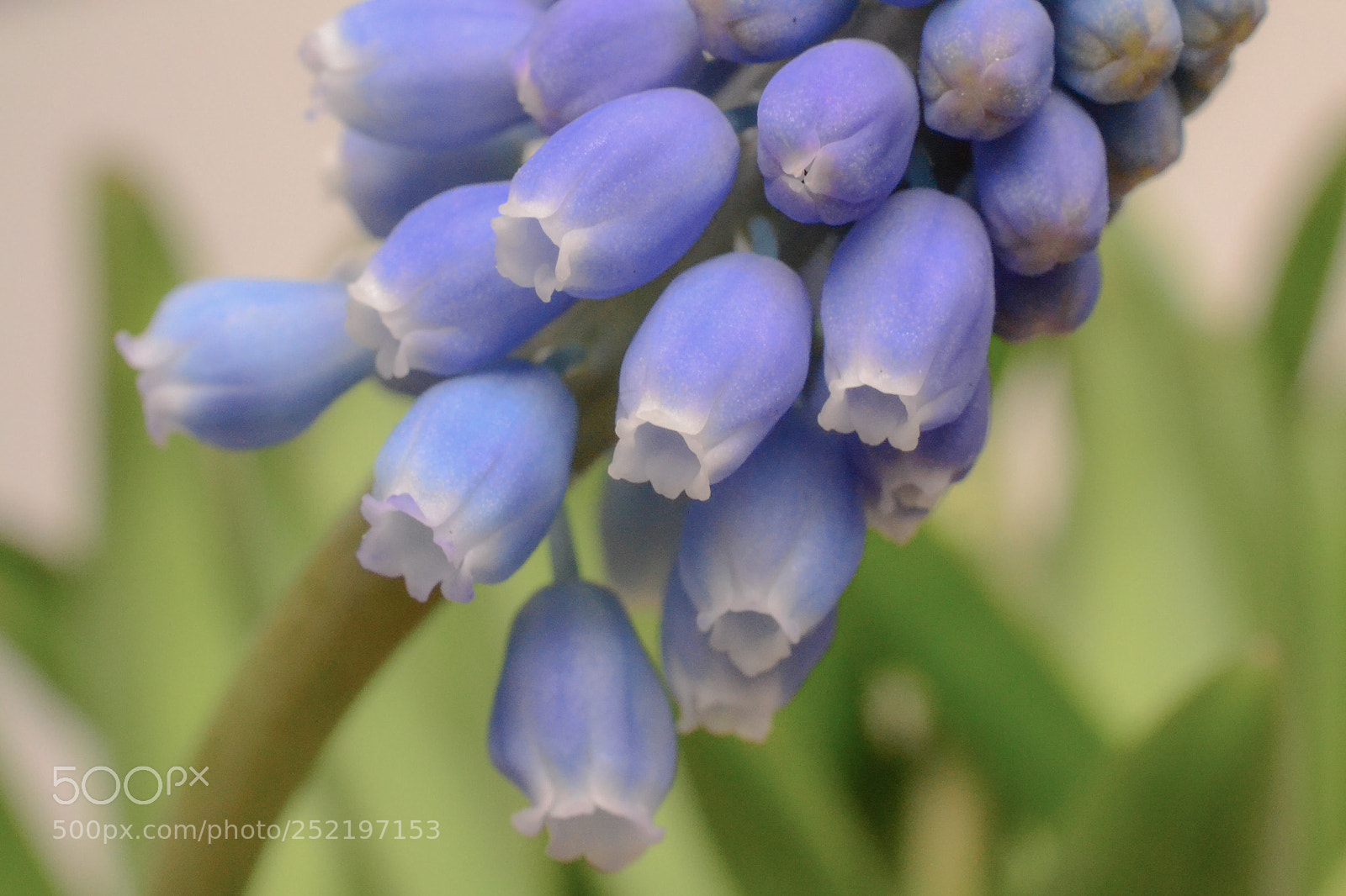 Nikon D3100 sample photo. Flowers photography