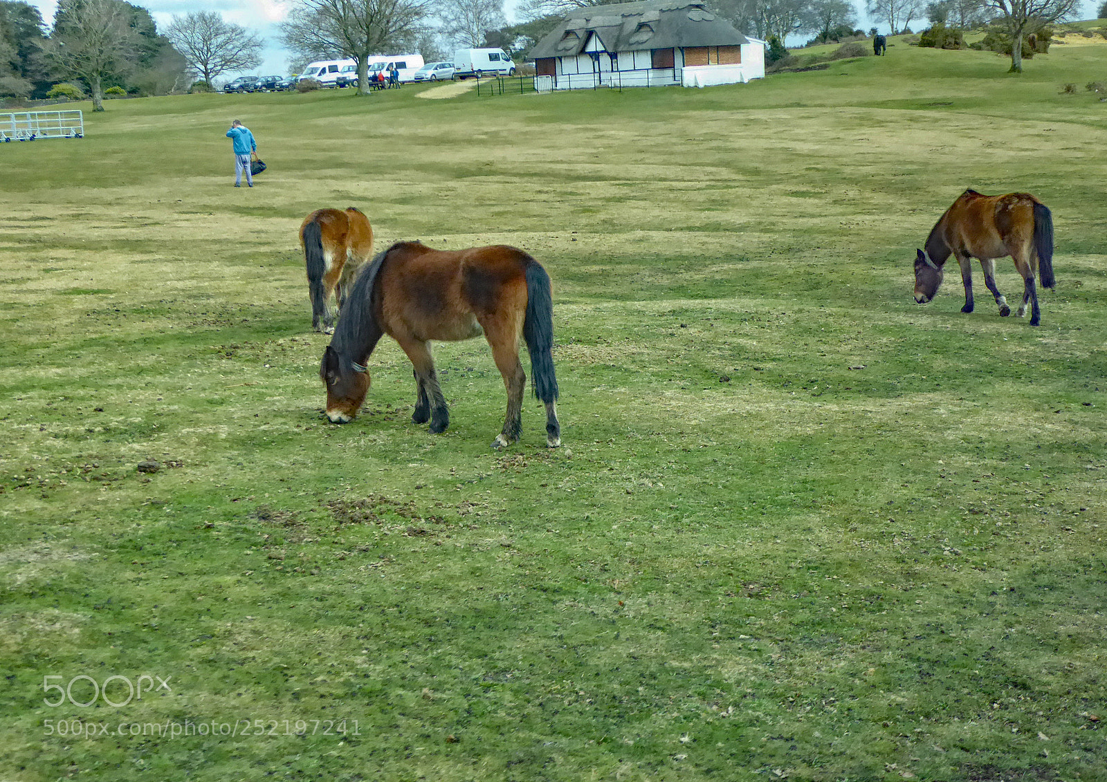 Panasonic Lumix DMC-ZS50 (Lumix DMC-TZ70) sample photo. Ponies photography