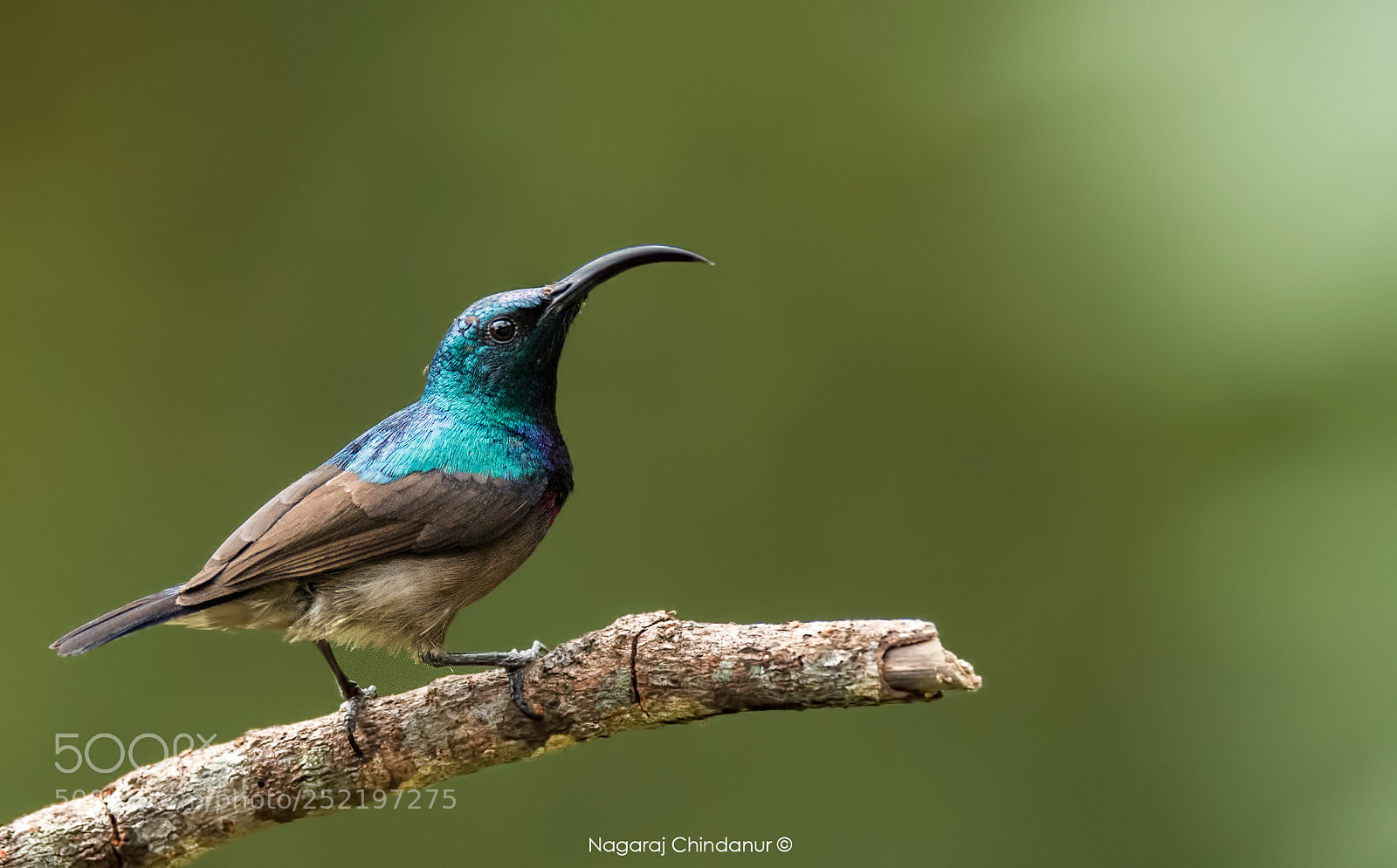 Nikon D5 sample photo. Loten's sunbird photography