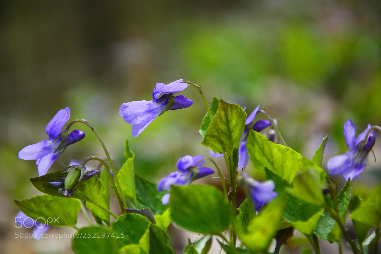 Nikon D7100 sample photo. Violet photography