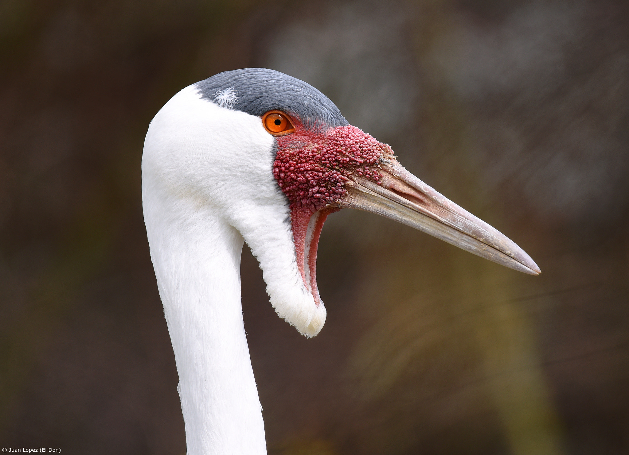 Sigma 150-600mm F5-6.3 DG OS HSM | S sample photo. Very bizarre..!! photography