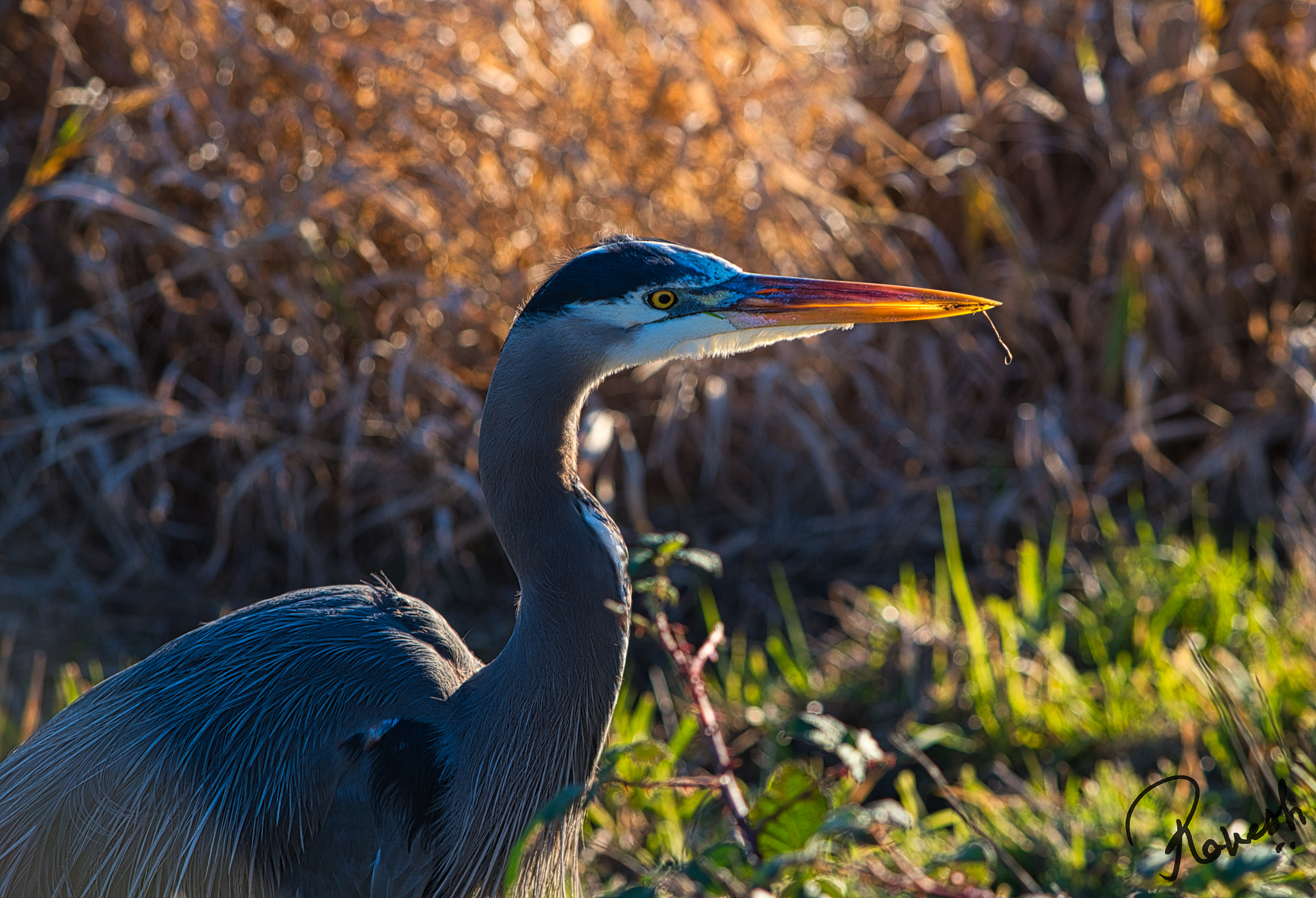 Nikon D500 sample photo. Blue heron photography