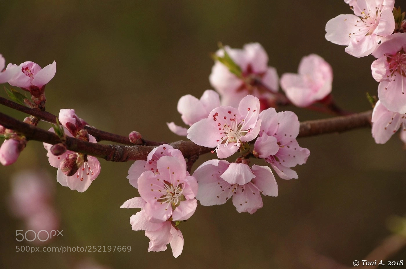 Pentax K-5 II sample photo. I giardini di marzo photography