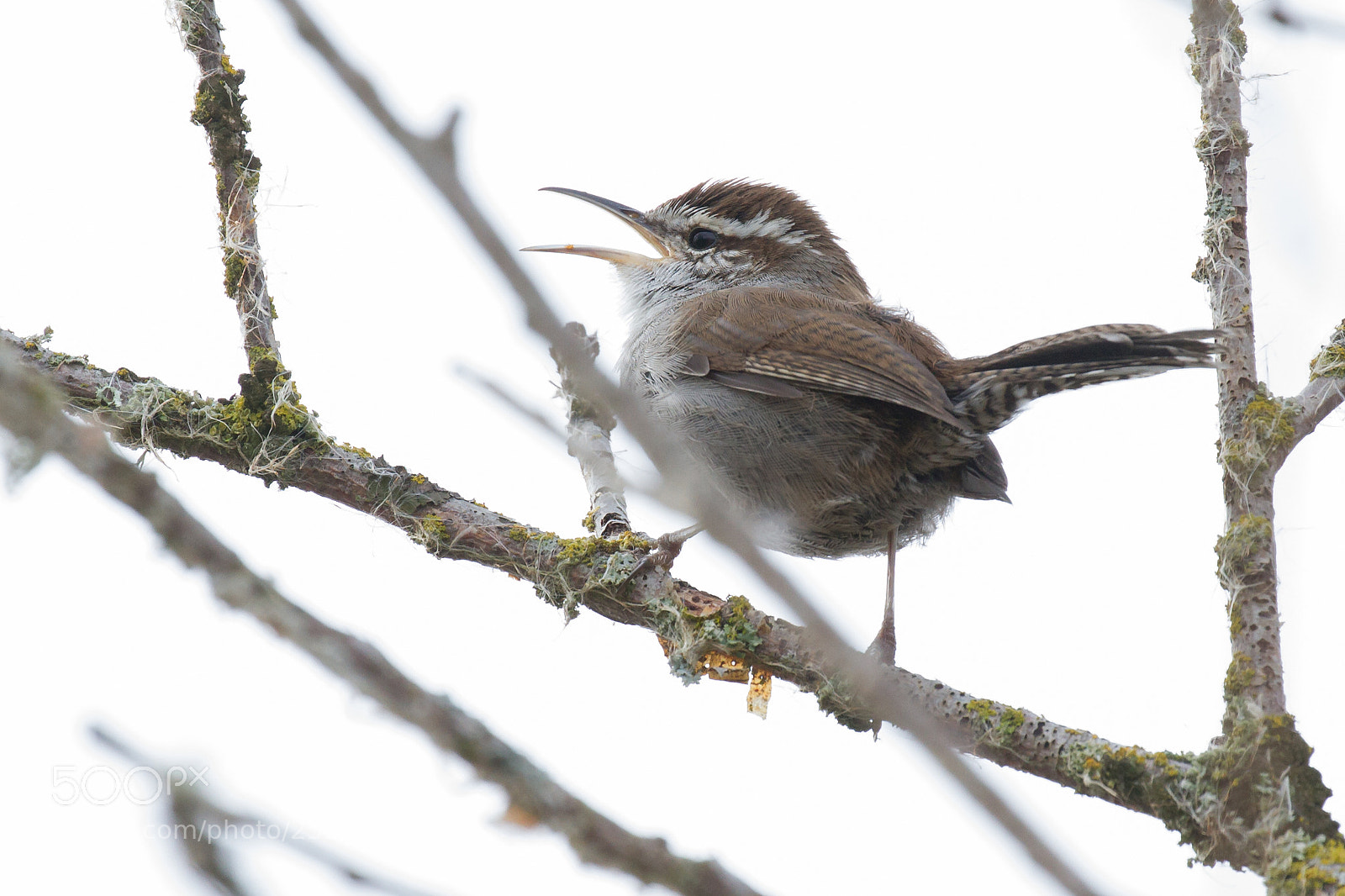 Canon EOS 7D sample photo. Bewick's wren photography