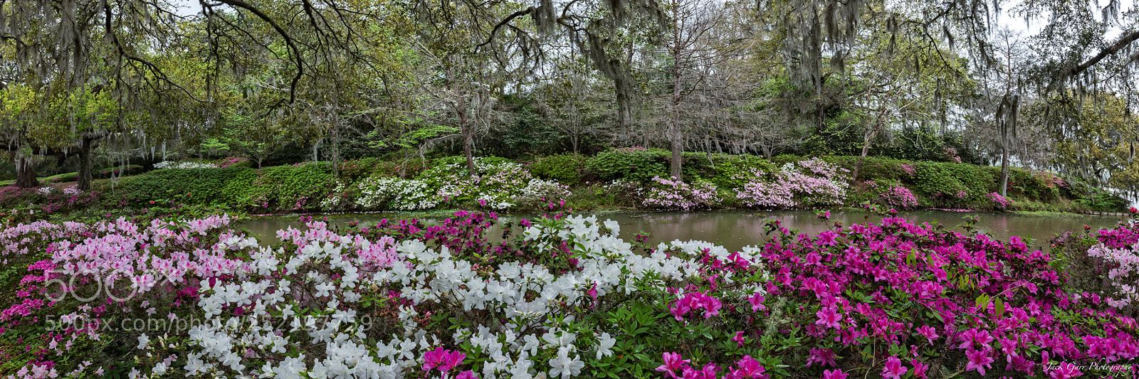 Canon EOS 5DS sample photo. Azalea garden in the photography