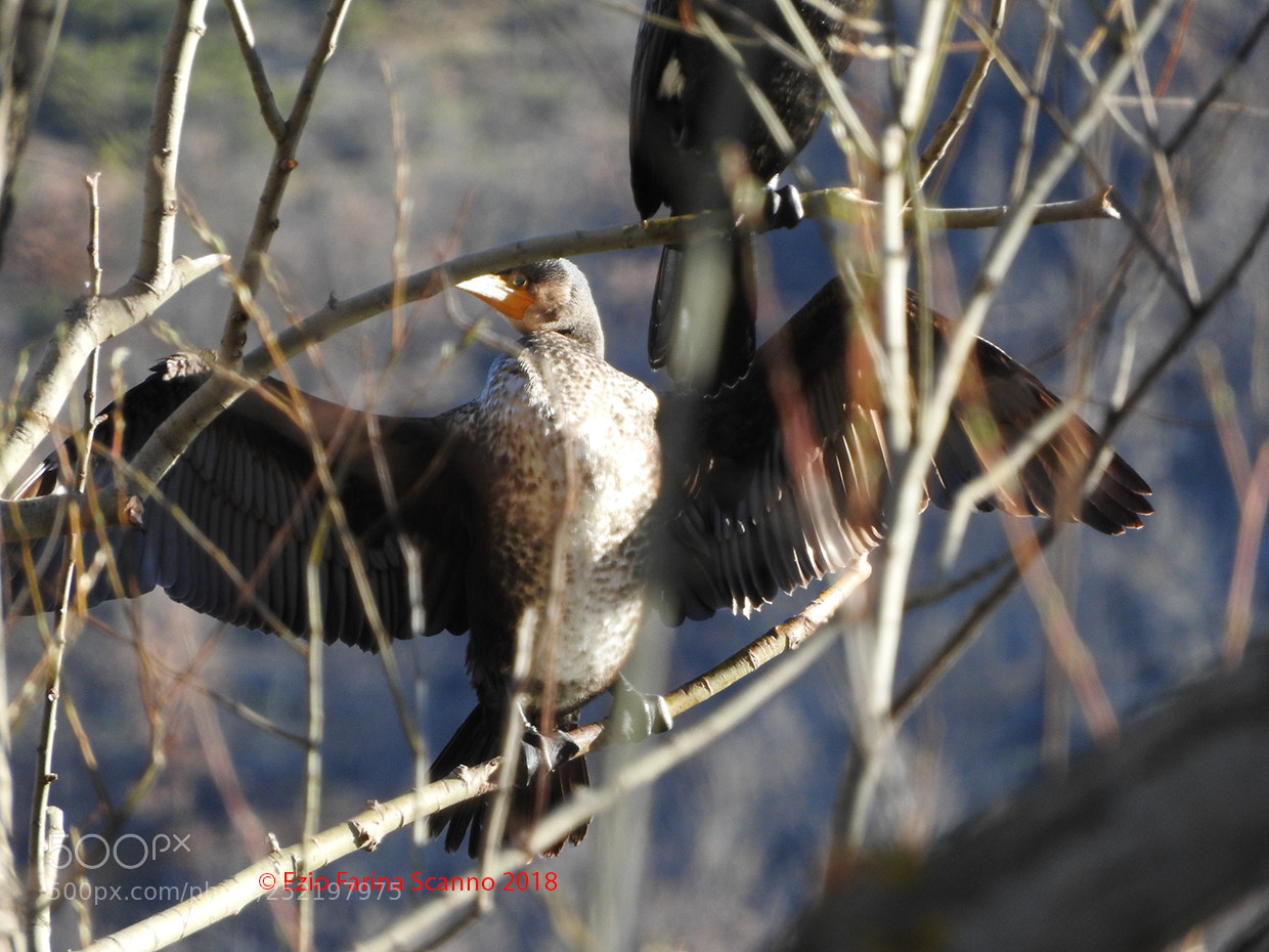 Nikon Coolpix P610 sample photo. Cormorano comune (phalacrocorax carbo) photography