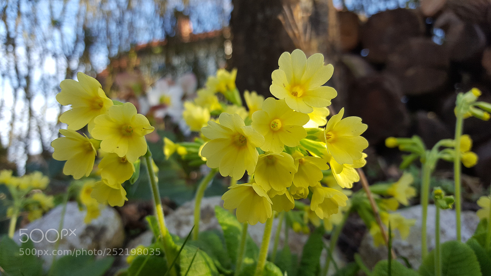 Samsung Galaxy S6 sample photo. Schlüsselblume photography