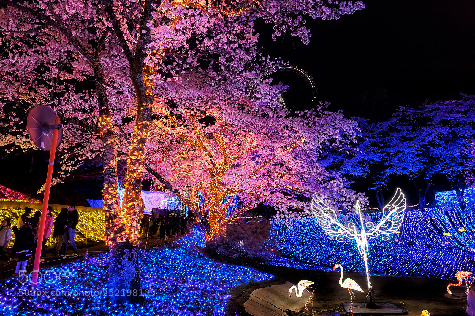 Canon EOS 5D Mark IV sample photo. Night cherry-blossom viewing photography