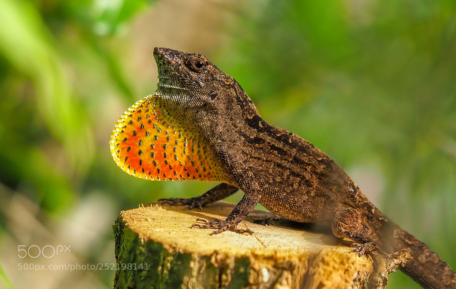 Olympus OM-D E-M1 Mark II sample photo. Lizard photography