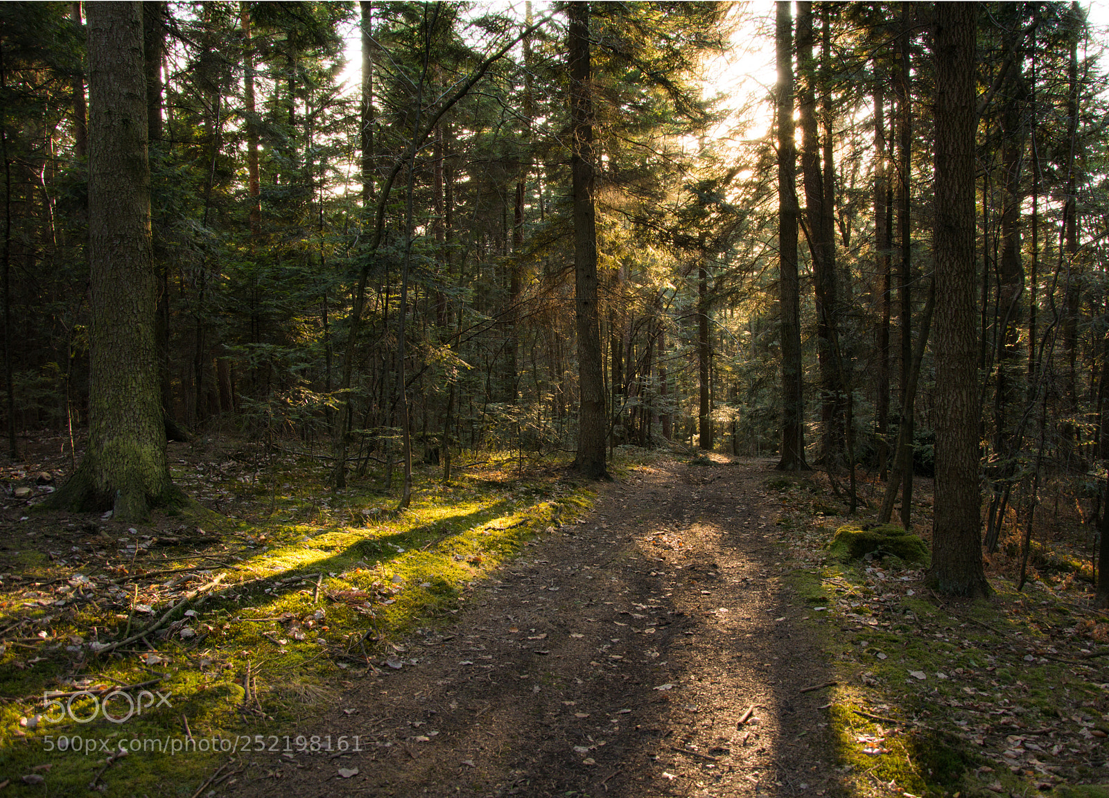 Nikon D5200 sample photo. Afternoon in the forest photography
