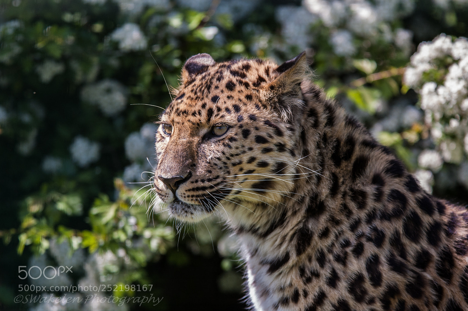 Nikon D70 sample photo. Whf d photography