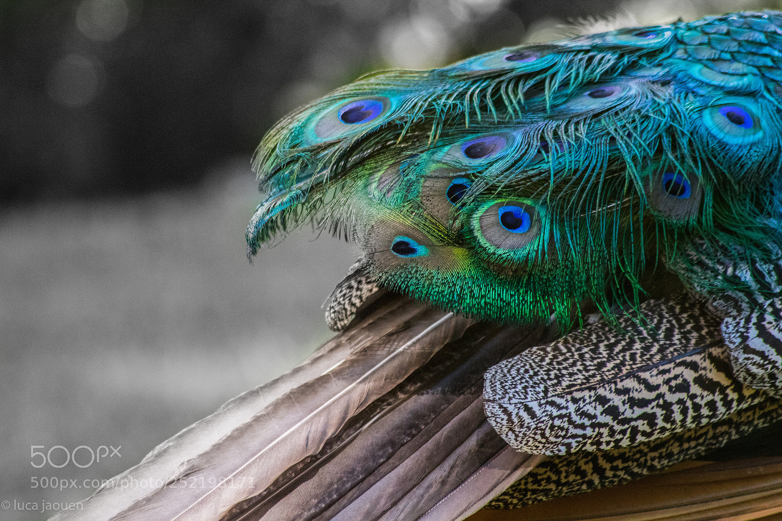 Canon EOS 1300D (EOS Rebel T6 / EOS Kiss X80) sample photo. Peacock photography