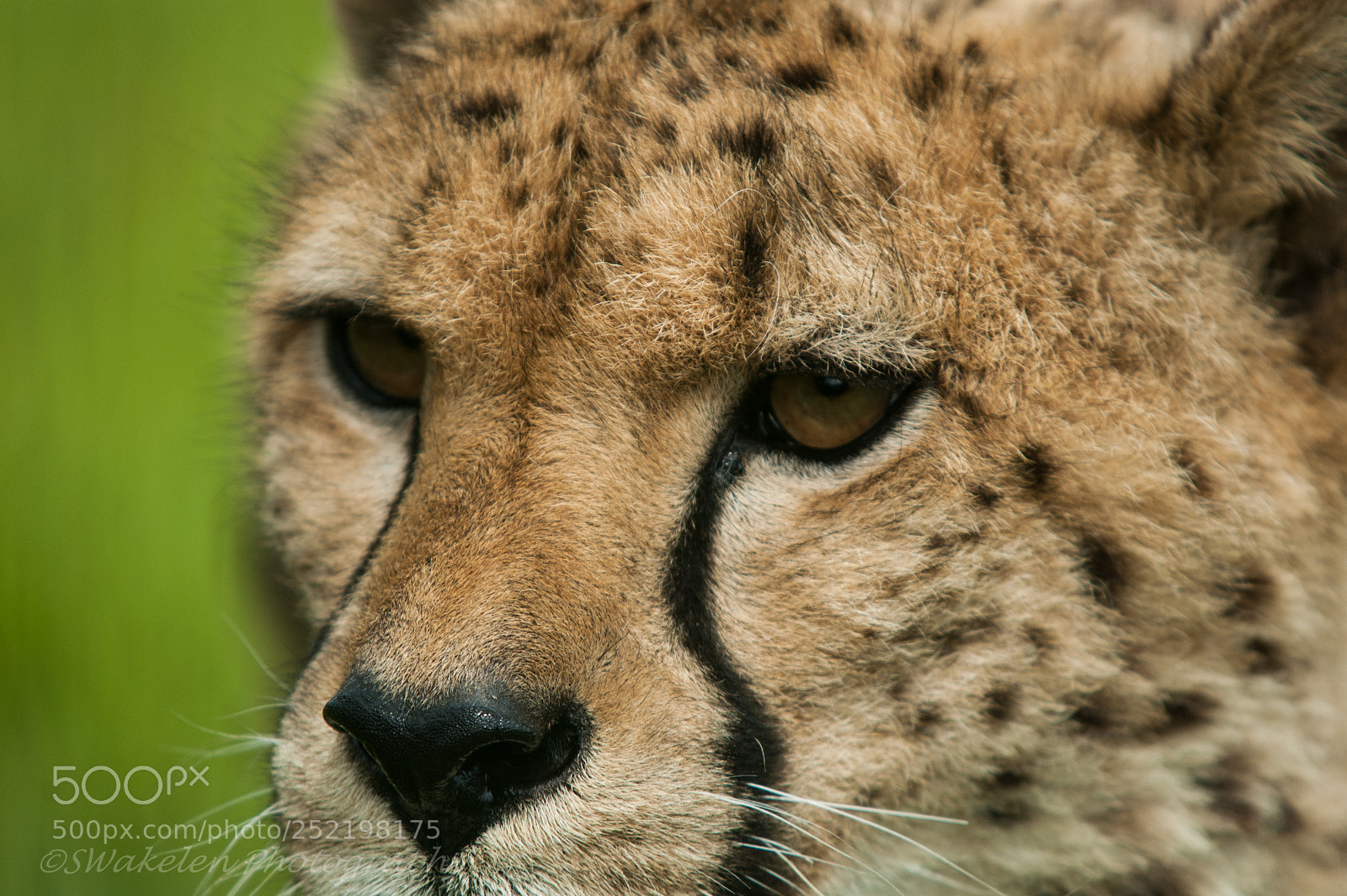 Nikon D70 sample photo. Whf e photography