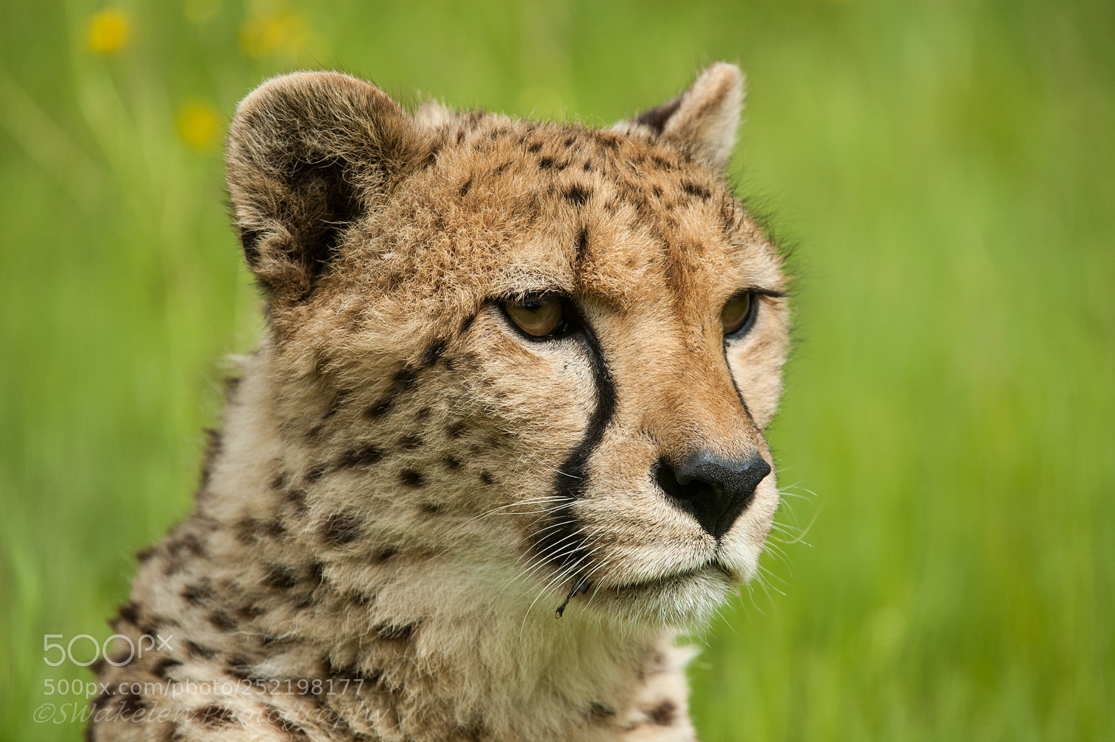 Nikon D70 sample photo. Whf e photography