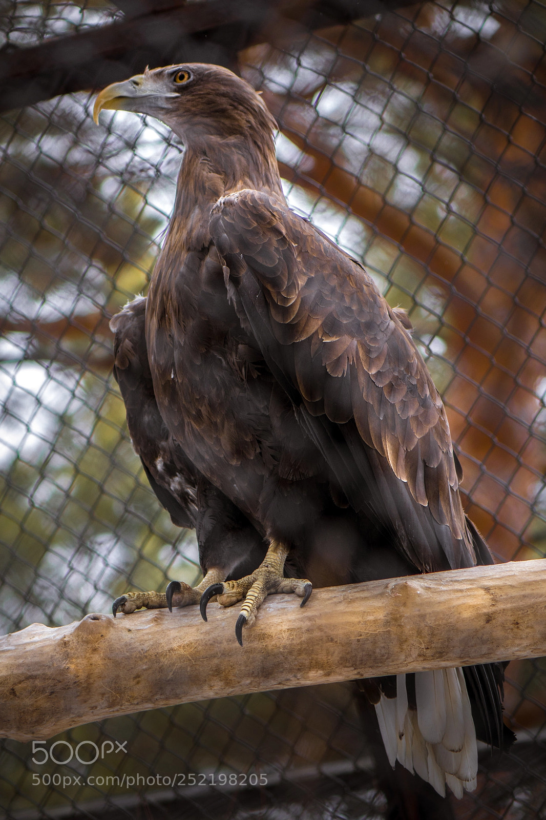 Sony Cyber-shot DSC-RX10 sample photo. Some kind of eagle photography