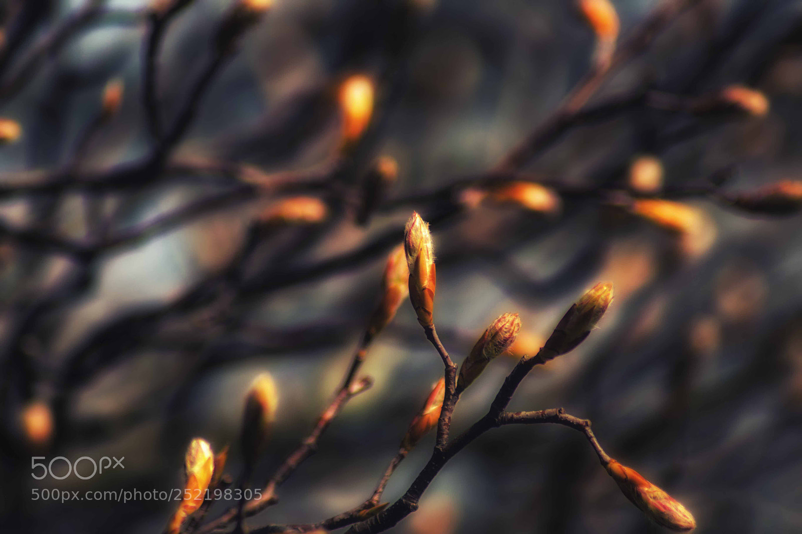 Sony SLT-A58 sample photo. Glowing buds photography