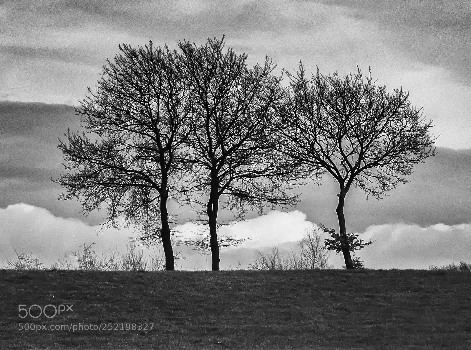 Nikon D7200 sample photo. 3 arbres photography