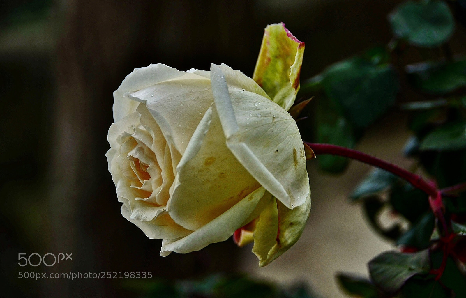 Nikon D7000 sample photo. The rose photography