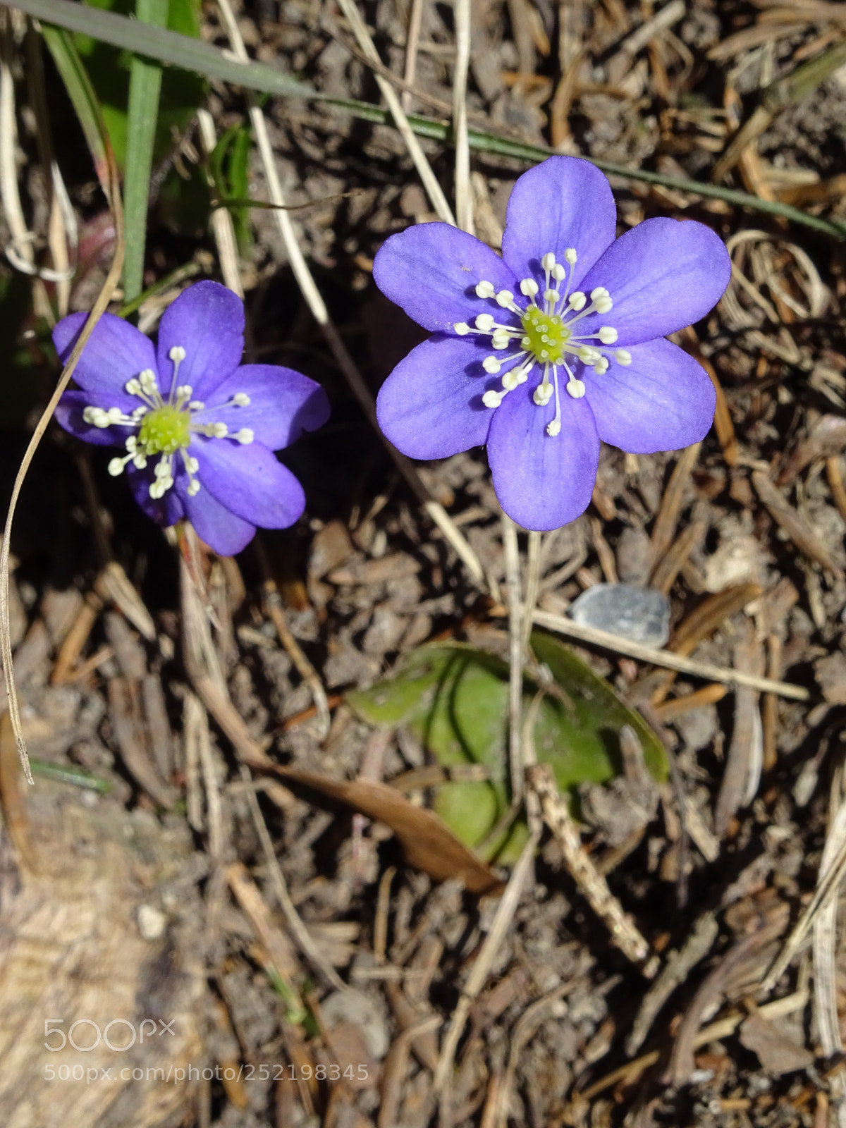 Sony DSC-HX60V sample photo. Hepatica nobilis  photography