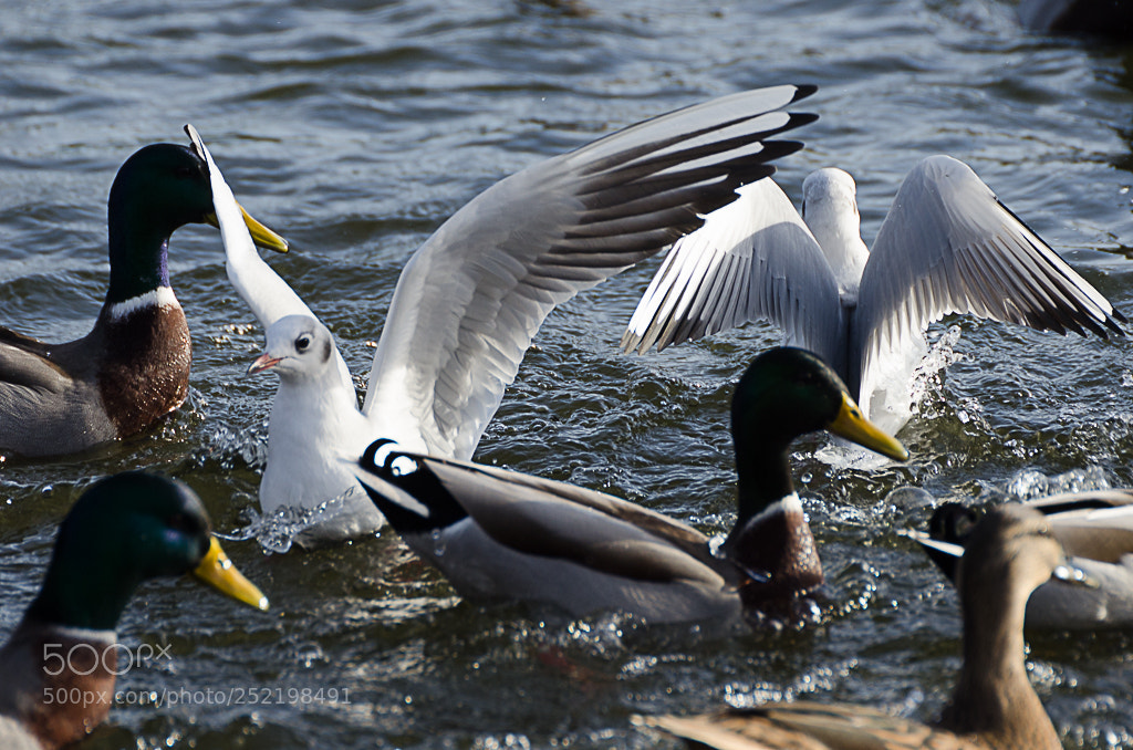 Nikon D7000 sample photo. Birds photography