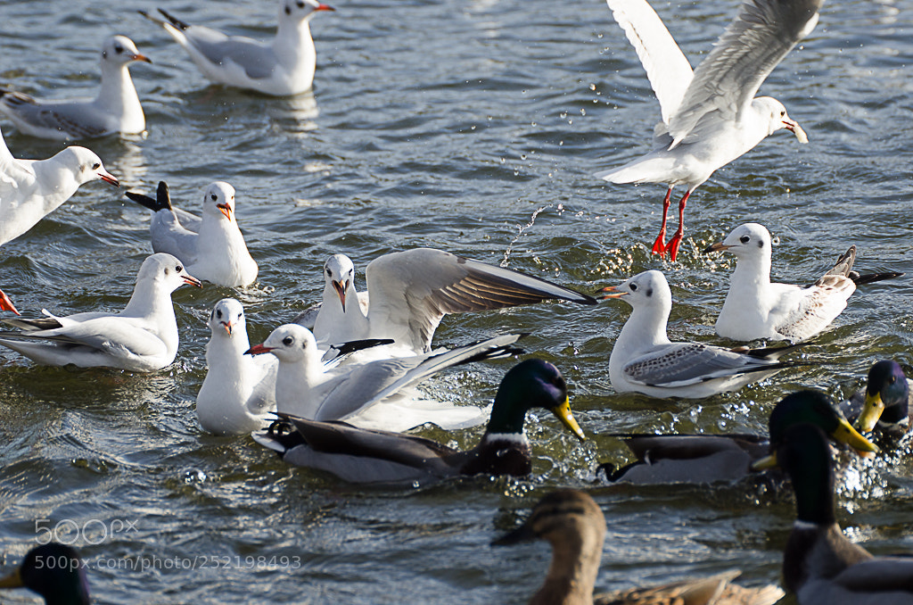 Nikon D7000 sample photo. Birds photography