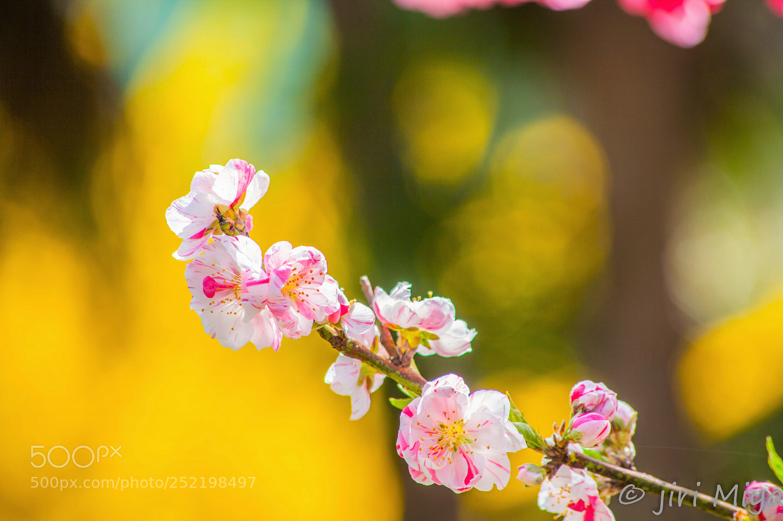 Canon EOS 5D Mark II sample photo. Bright colors photography