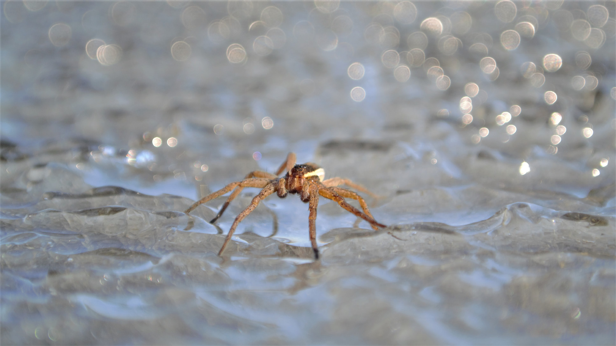 Nikon 1 V1 sample photo. Frozen spider photography
