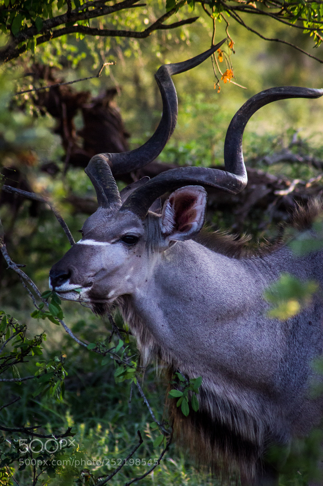 Canon EOS 60D sample photo. Male kudu photography