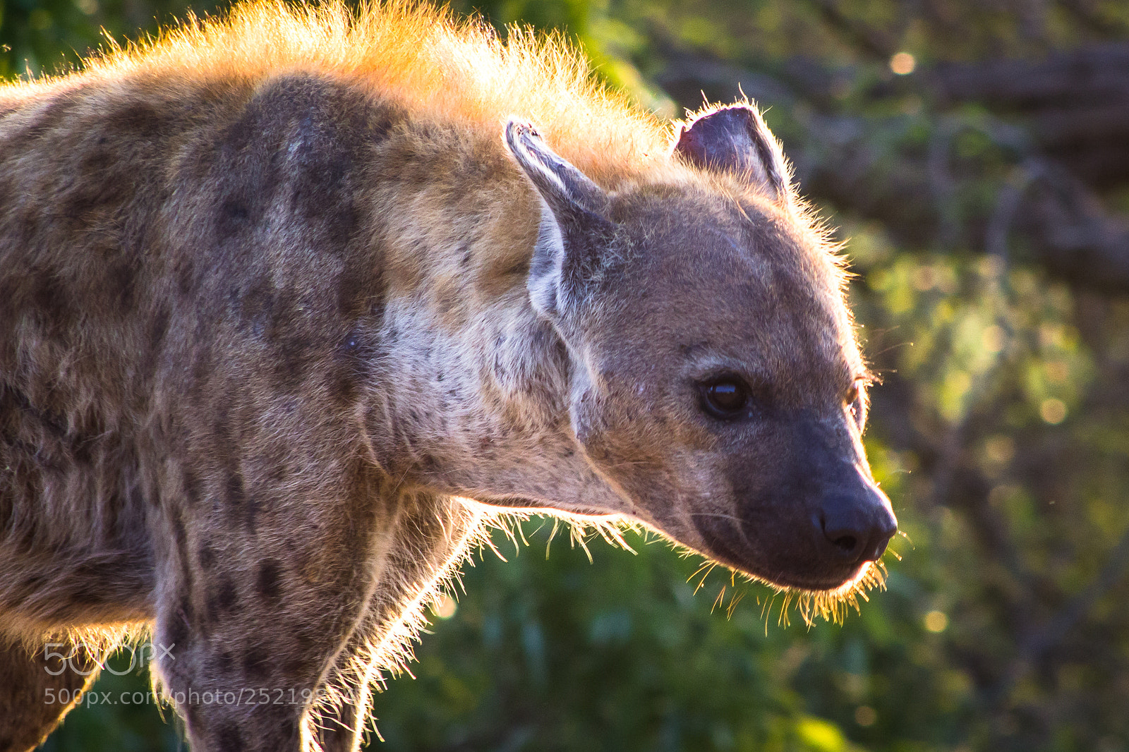 Canon EOS 60D sample photo. Morning hyena photography