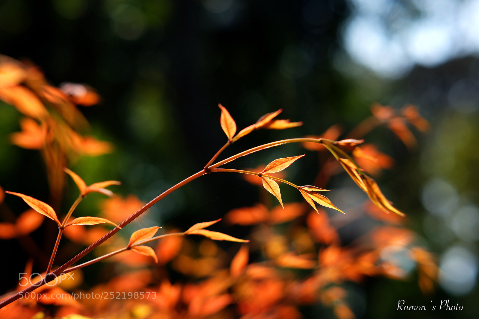Fujifilm X-T20 sample photo. Leafs photography