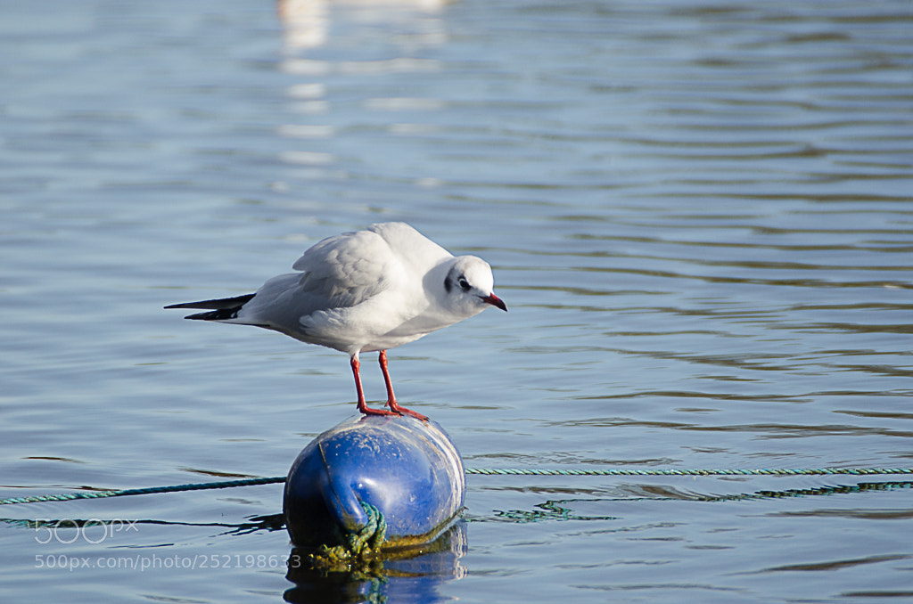 Nikon D7000 sample photo. Birds photography