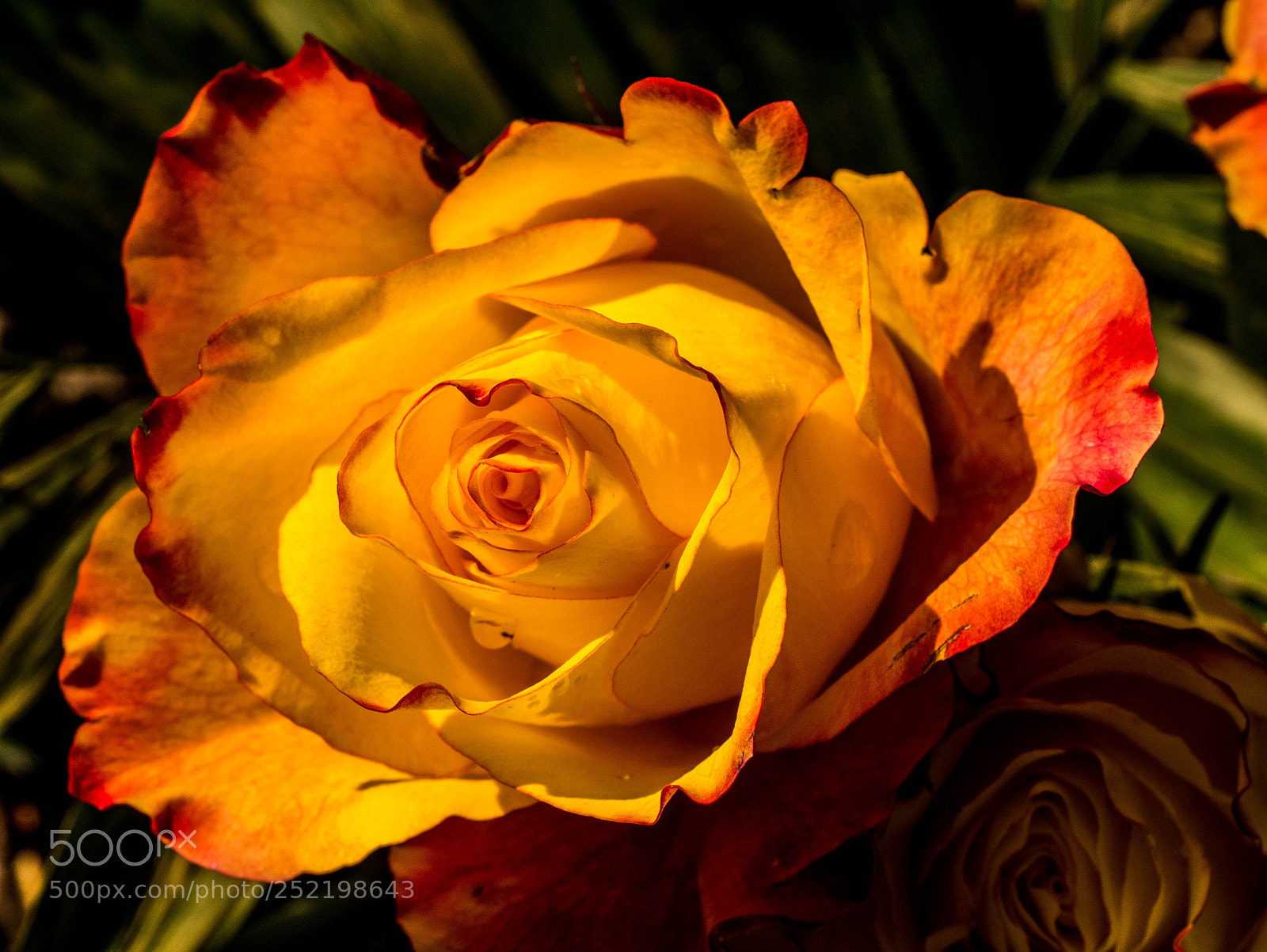 Panasonic DMC-G81 sample photo. Rose photography