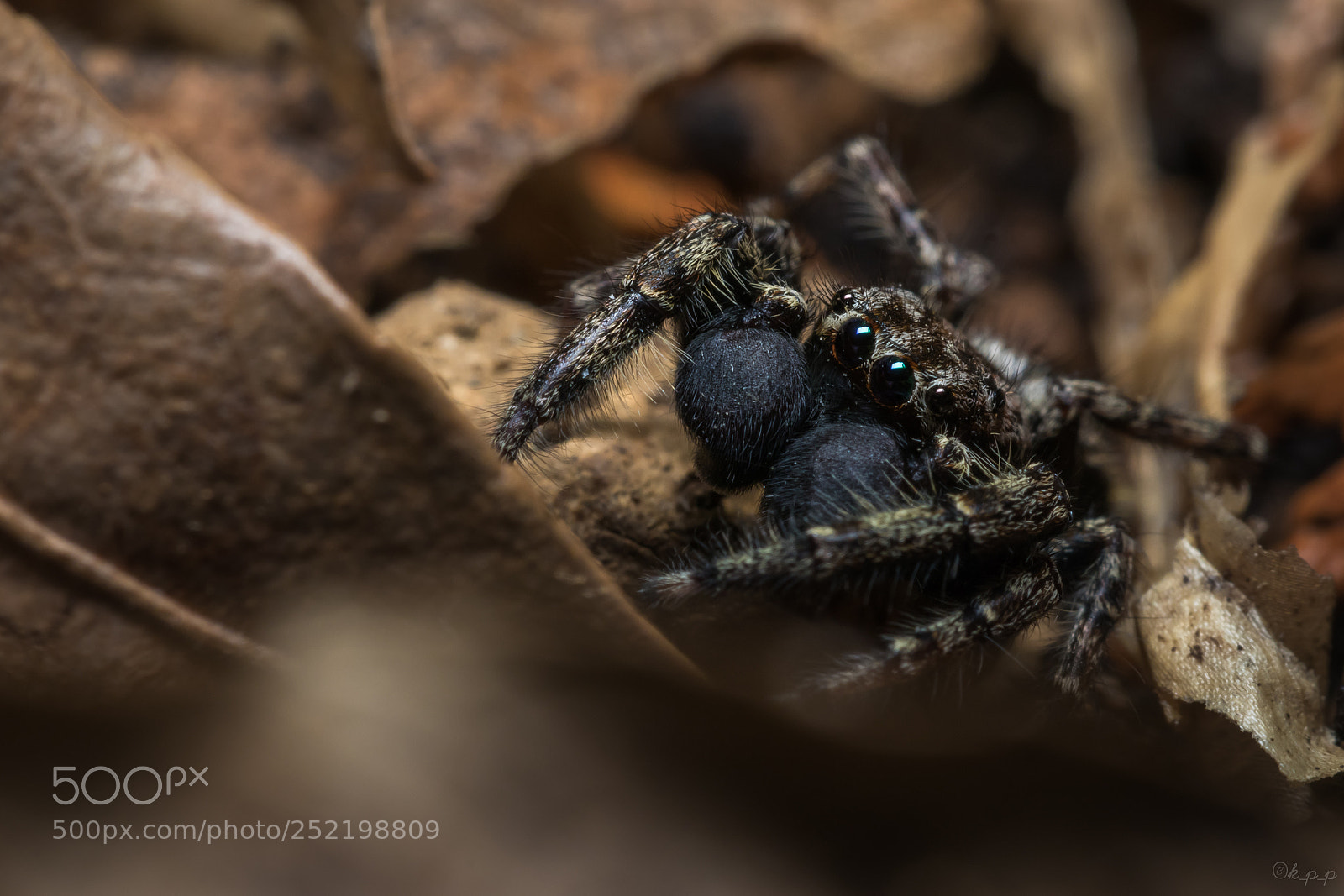 Canon EOS 80D sample photo. Jumping spider photography
