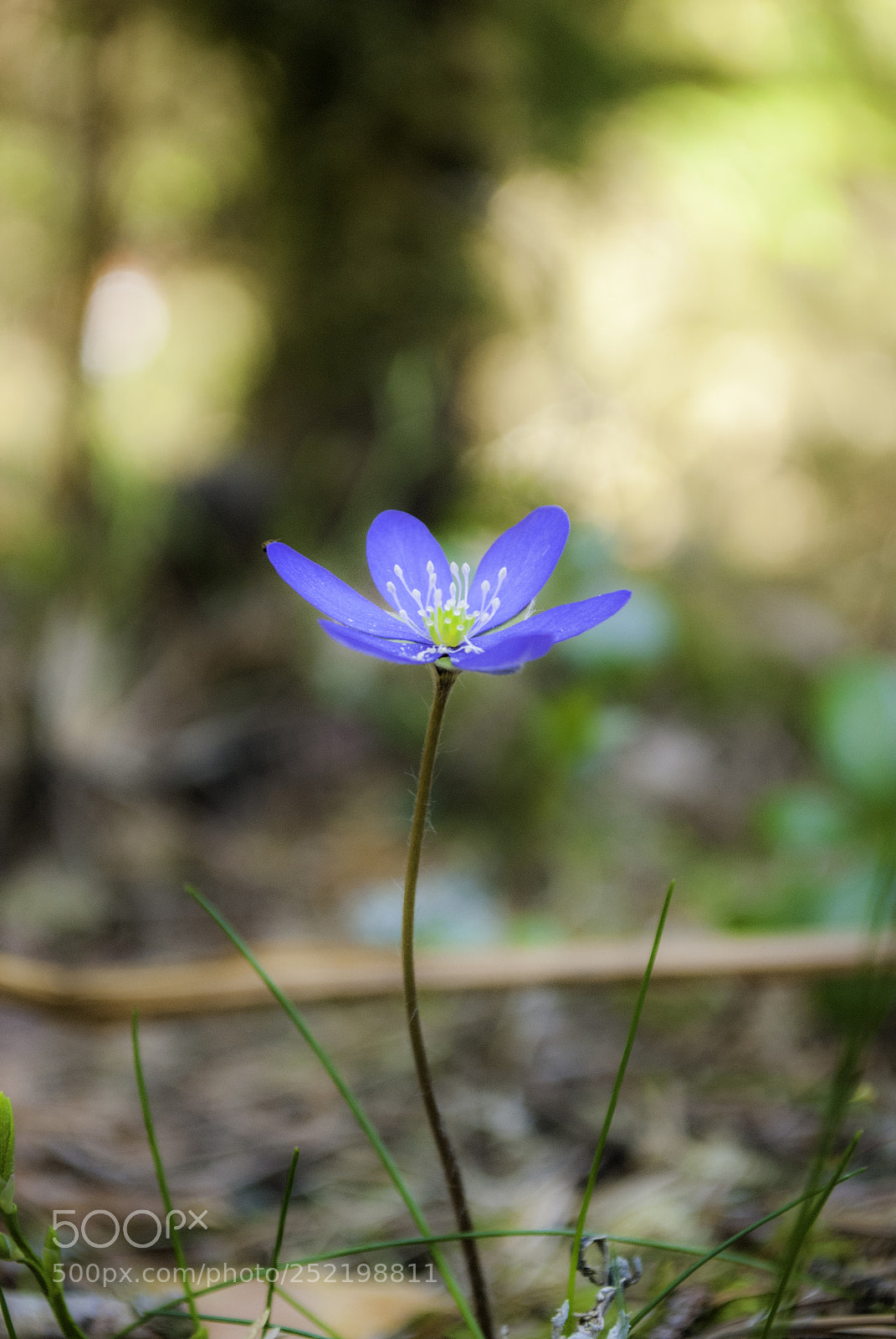 Nikon D80 sample photo. Alone. photography