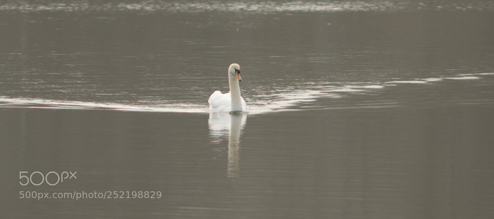 Nikon D7200 sample photo. Cygne dans la br photography
