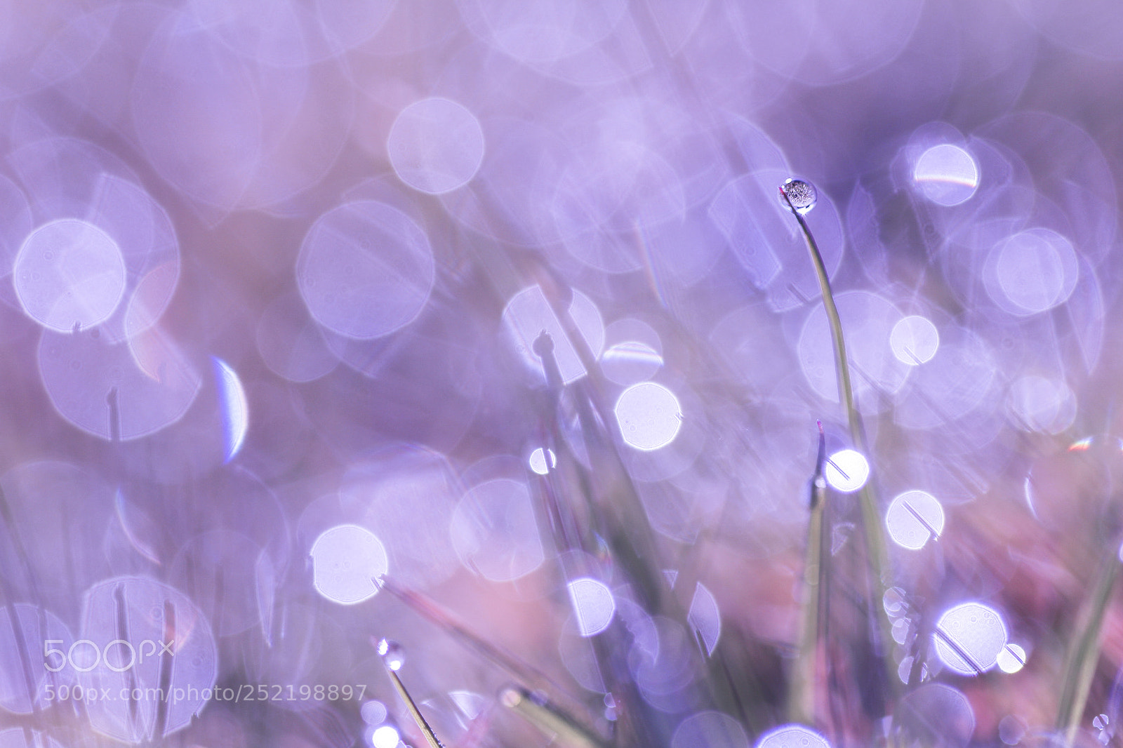 Canon EOS 60D sample photo. Drop photography
