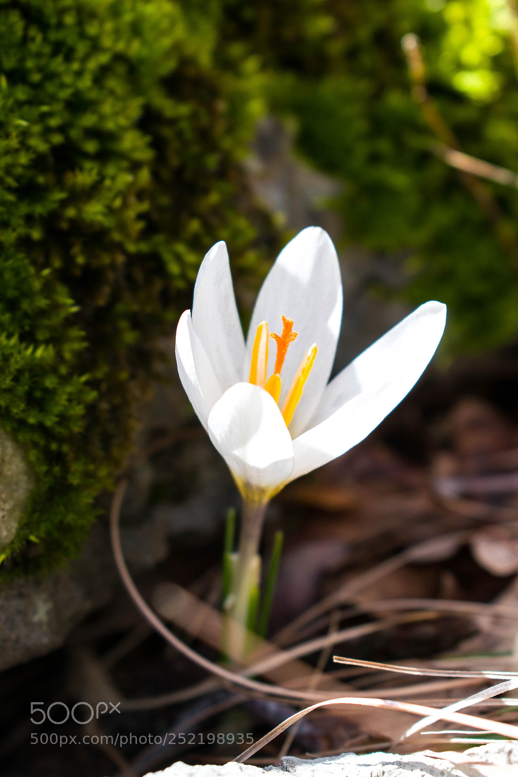 Nikon D5300 sample photo. White beauty photography