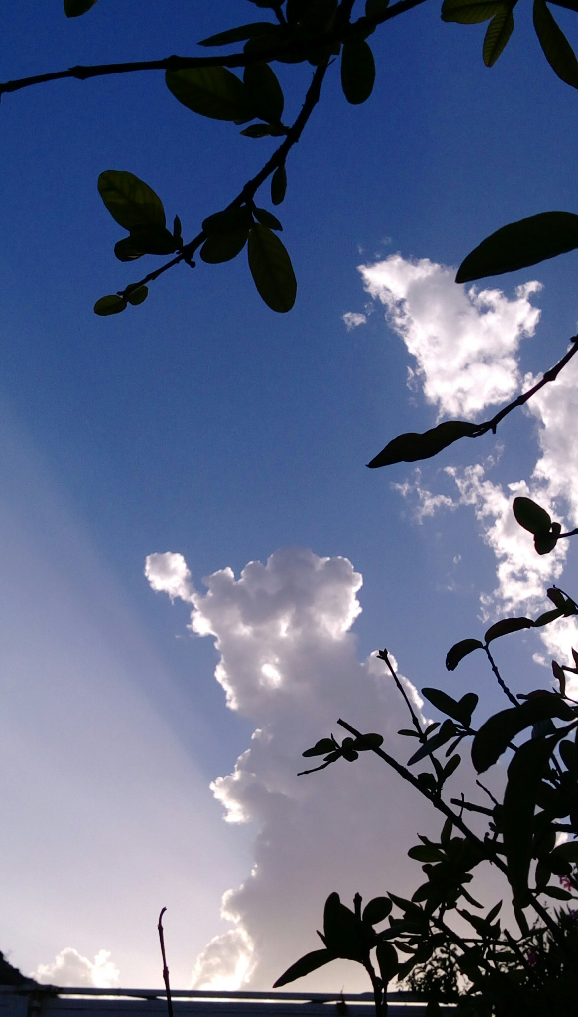 HTC DESIRE 828 DUAL SIM sample photo