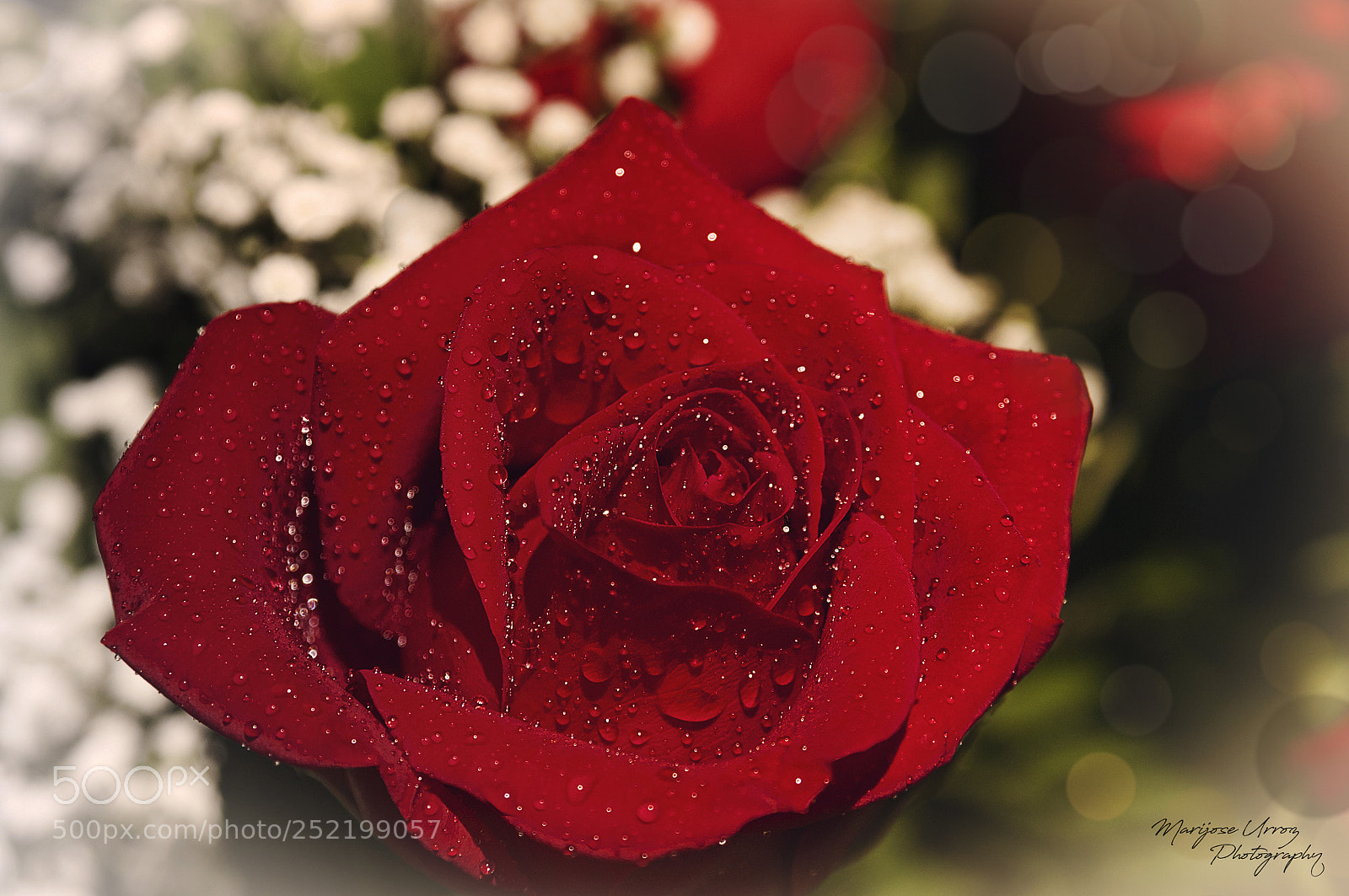 Nikon D300 sample photo. Rosa roja photography