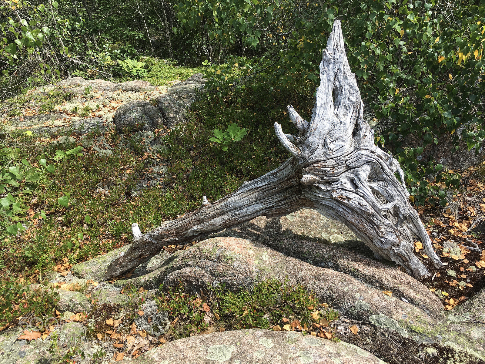 Apple iPhone SE sample photo. Img 2155 acadia national photography
