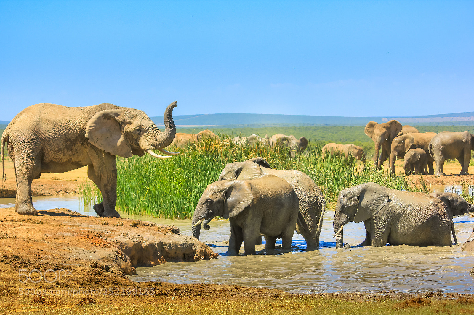 Canon EOS 550D (EOS Rebel T2i / EOS Kiss X4) sample photo. Elephants in a poll photography